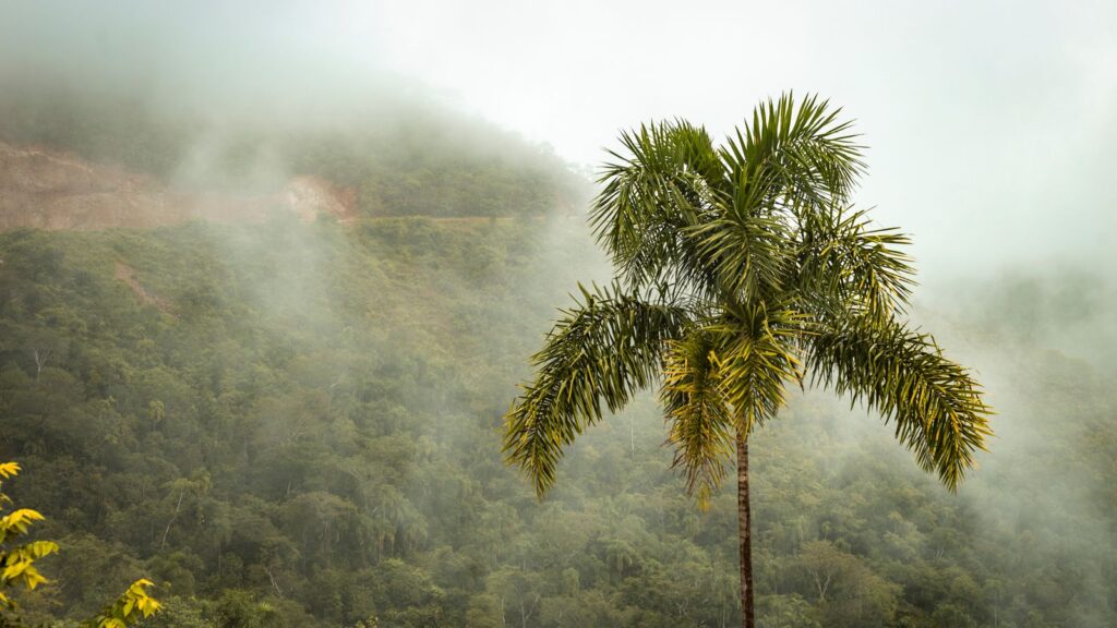 Lush tropical rainforest — TravelDeals AI